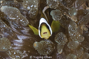 Clark's Anemonefish/Anilao,Philippine/Canon 5D MarkIV, 10... by Yuping Chen 